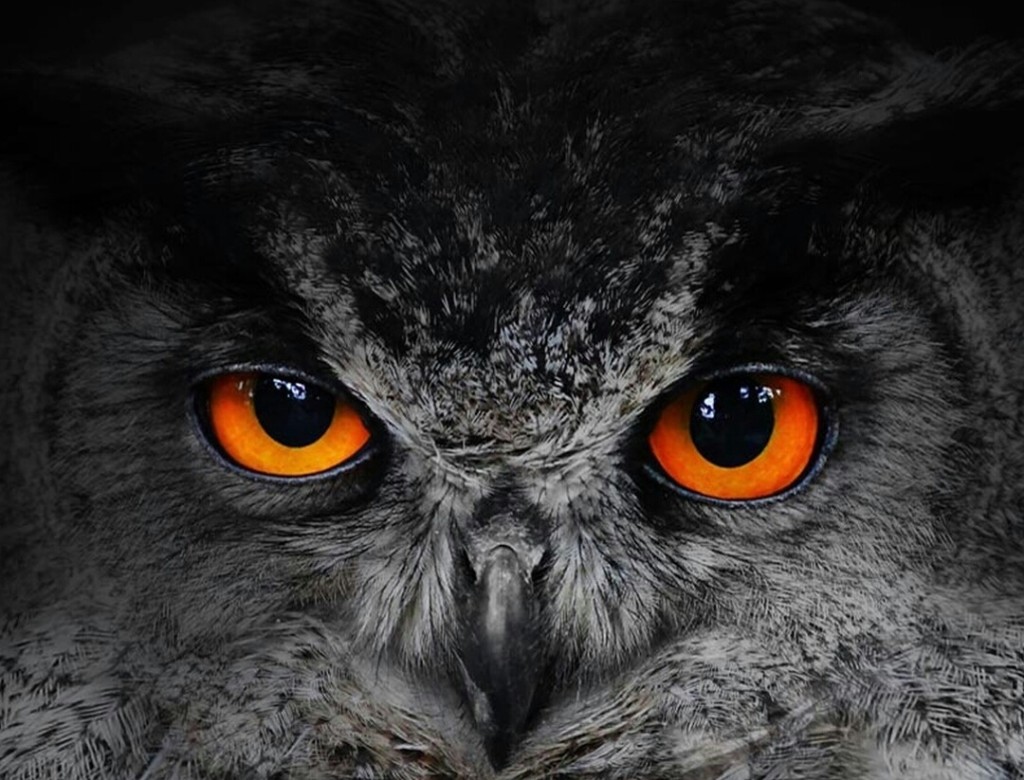 eyes Owl